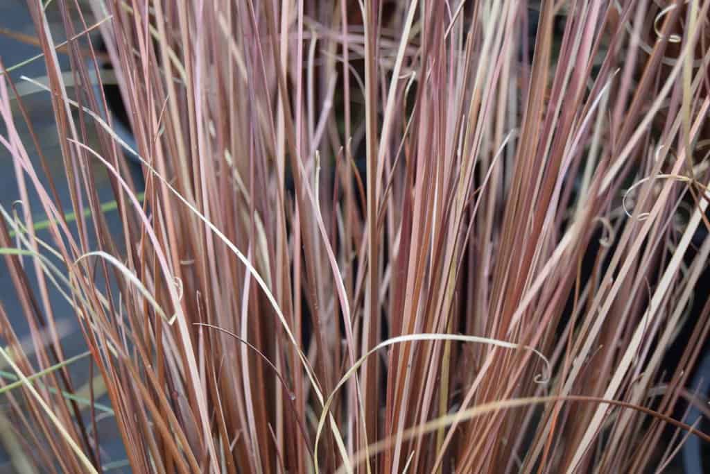 Carex buchananii ---